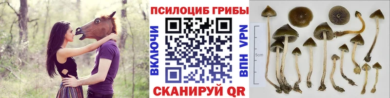 Галлюциногенные грибы Cubensis Заозёрный